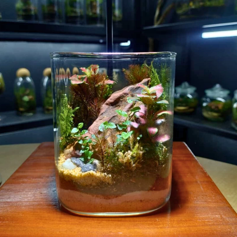 Mini Forest Hill Live Moss Terrarium