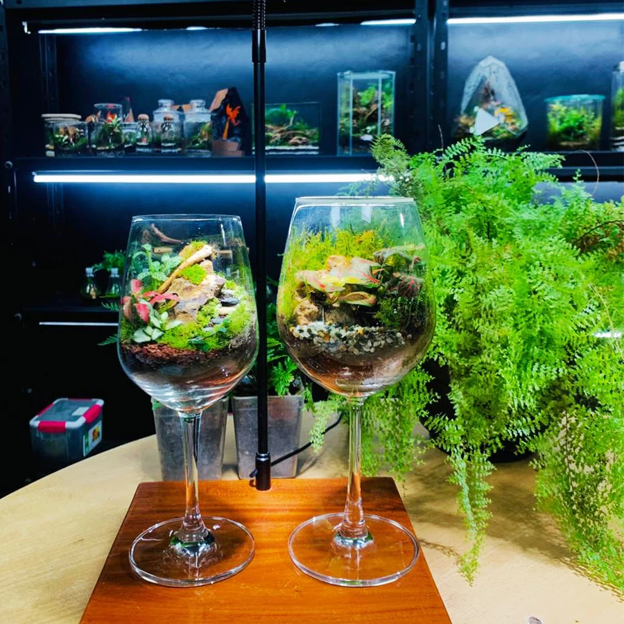 Wine Glass Terrarium – Handmade Closed Ecosystem with Fittonia & Moss | Arriums