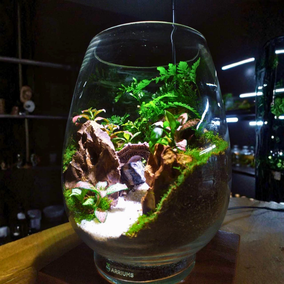 Mini River Bridge Live Terrarium