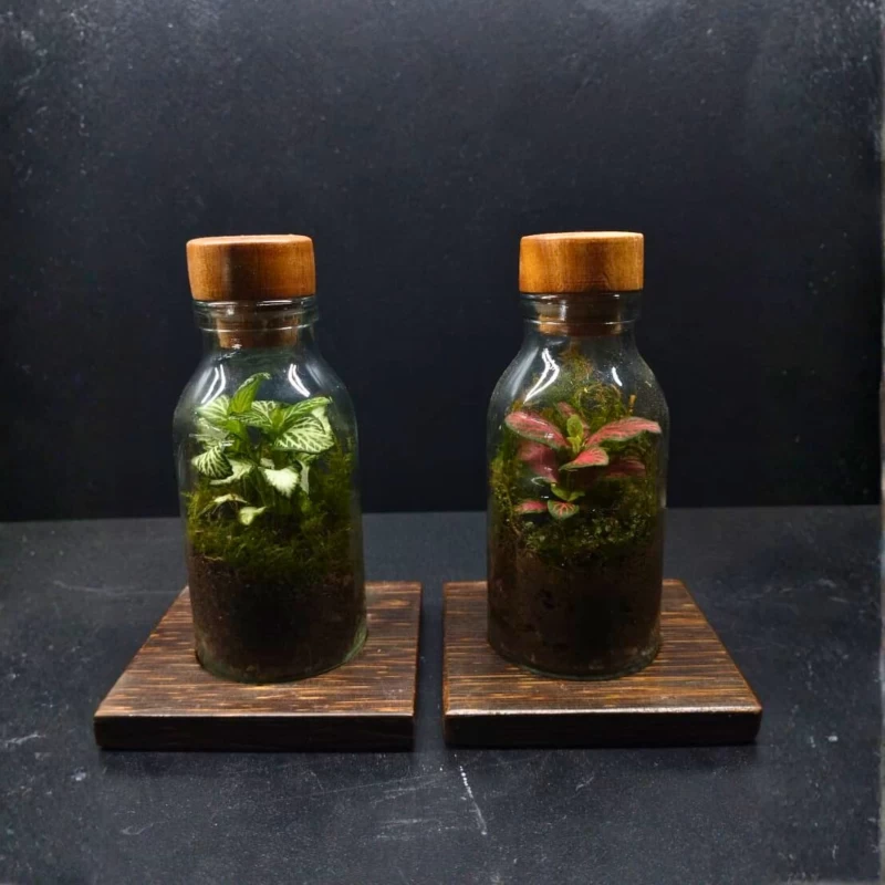 Mini Bottle Moss Terrarium – Live Fittonia & Moss in Glass Bottle