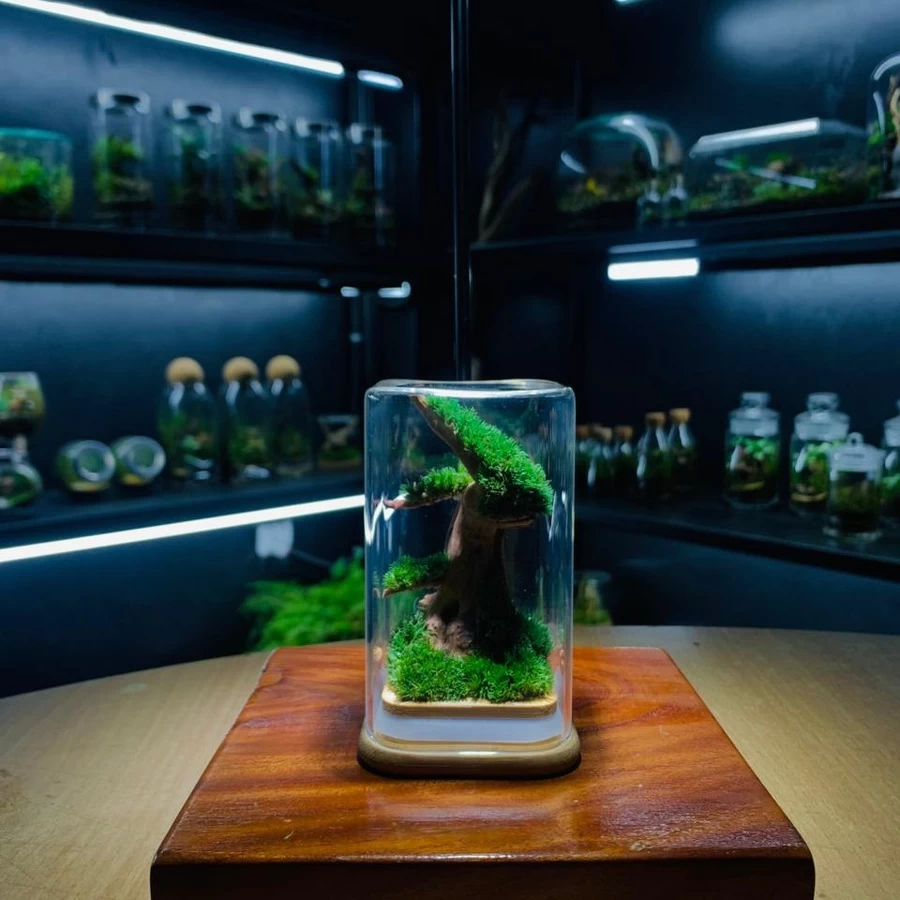 Corporate Gift Moss Bonsai Terrarium – Premium Preserved Decoration
