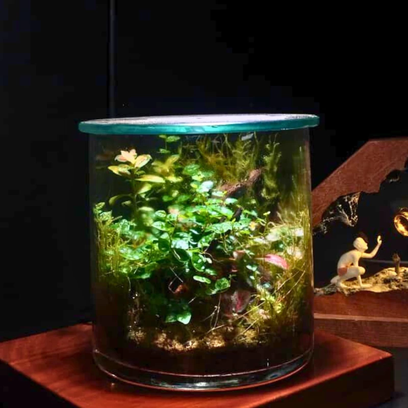 Nature Dome Live Moss Terrarium – Mini Forest Ecosystem