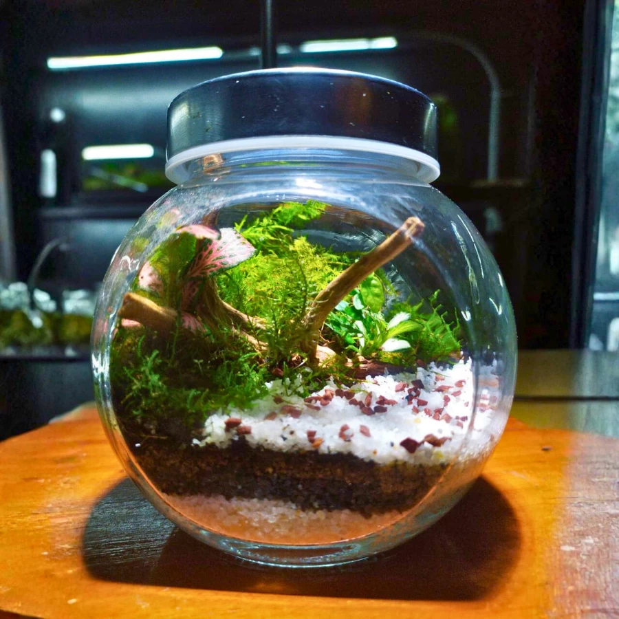 Mini Forest Jar Live Terrarium – Corporate Gift Edition