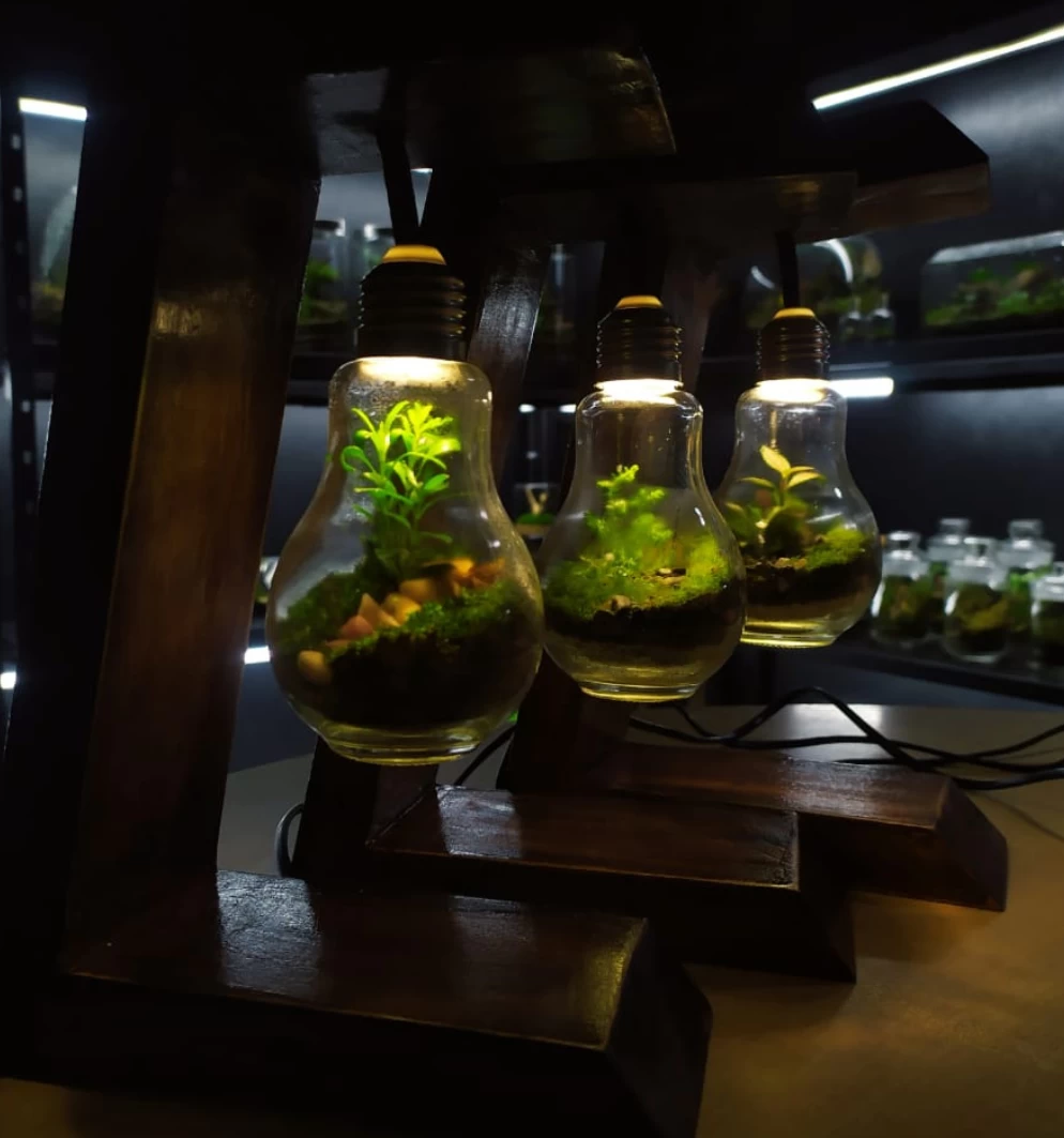 Light Bulb Terrarium