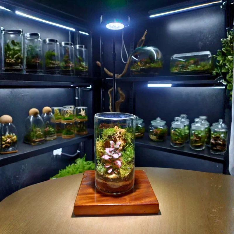 Tall Live Moss Forest Terrarium – Premium Corporate Gift